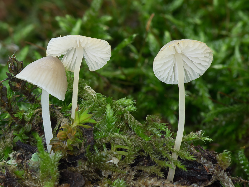 Mycena hiemalis